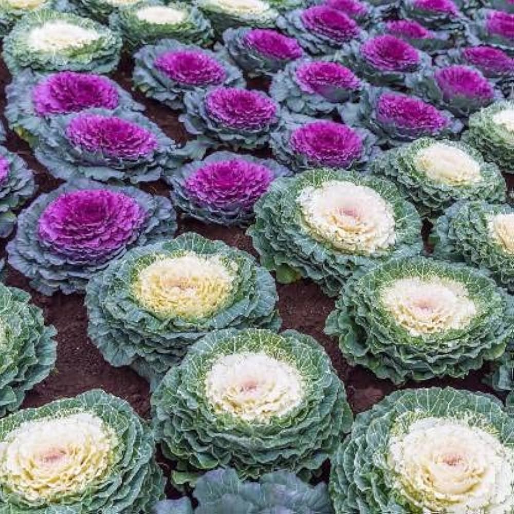 Heirloom Non-GMO Brassica Kale Flower Seeds for Planting – Edible Ornamental Garden Greens - Non-GMO for planting in home garden